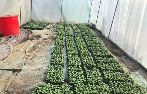 北湖吃瓜俱乐部官网地址,官网地址带你领略美食盛宴