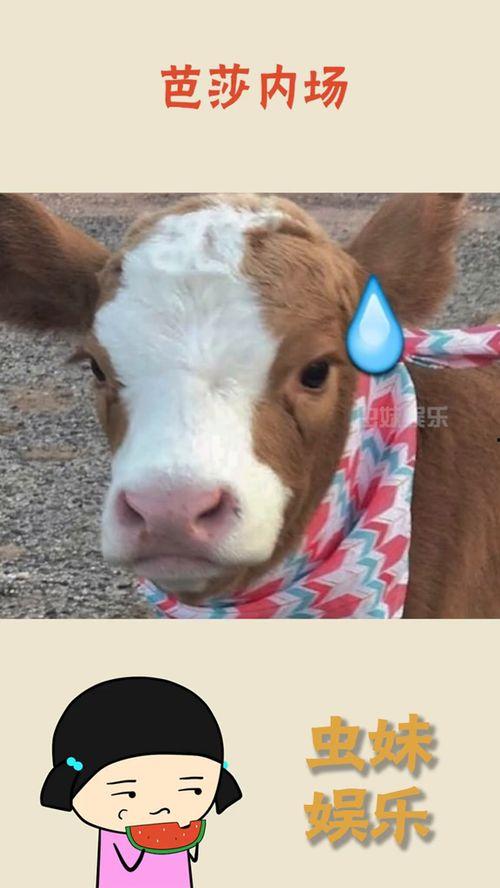 娱乐吃瓜酱本鼠