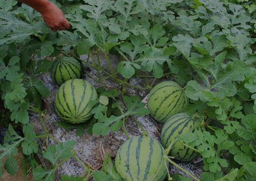 河南滑县网红视频吃瓜